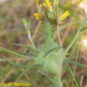 Morgenstergalwesp (Aulacidea tragopogonis)